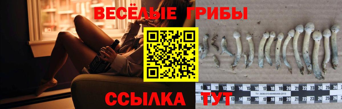 Псилоцибиновые грибы Psilocybe Баксан